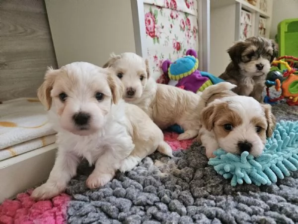 Cucciolo maschio di 2 mesi di razza Bichon Havanese | Foto 3