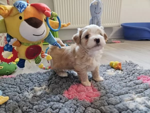 Cucciolo maschio di 2 mesi di razza Bichon Havanese | Foto 2