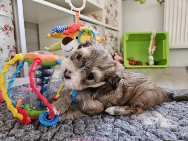 Cucciolo maschio di 2 mesi di razza Bichon Havanese | Foto 1
