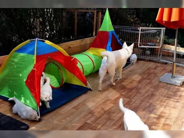 Cuccioli di Pastore Svizzero Bianco 