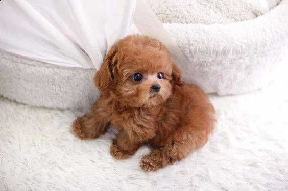 cuccioli barboncino toy