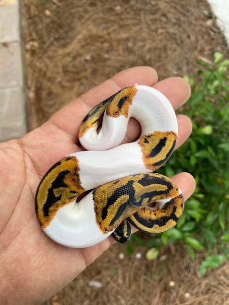 pitone albino molto giocoso