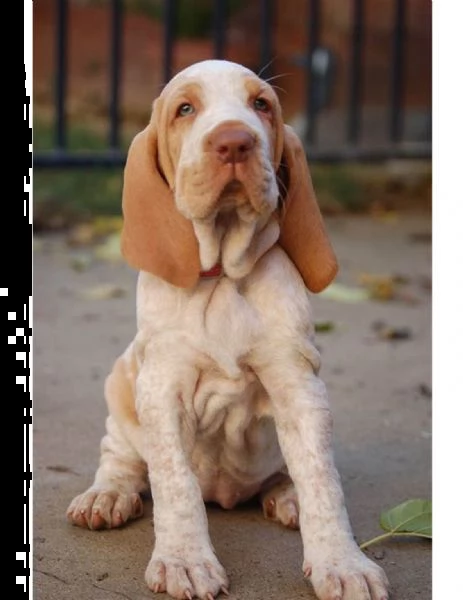 cuccioli di bracco italiano