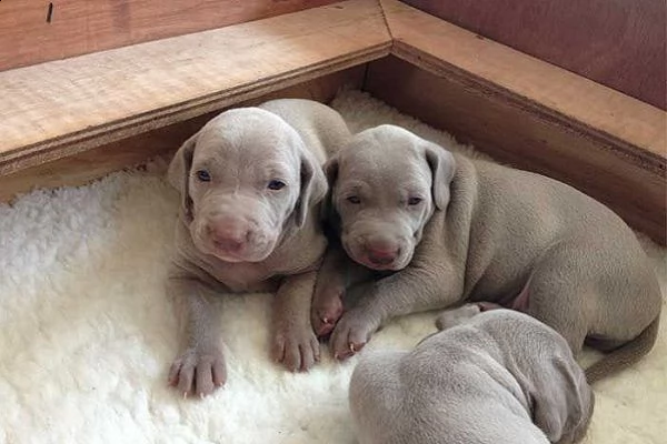 cuccioli di weimaraner bracco di weimar