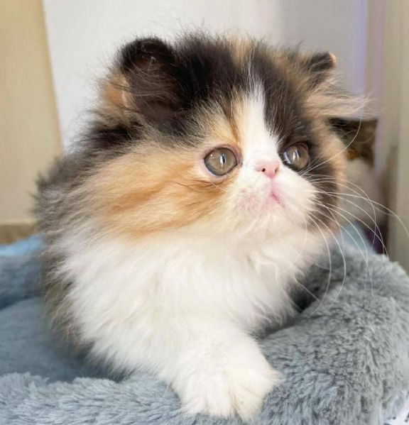 ALICE