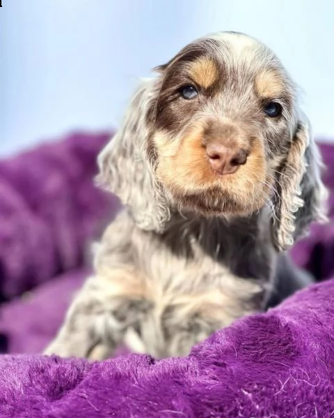 regalo cuccioli cocker spaniel 1 maschio e 2 femmine i cuccioli verranno con pedigree microchip v