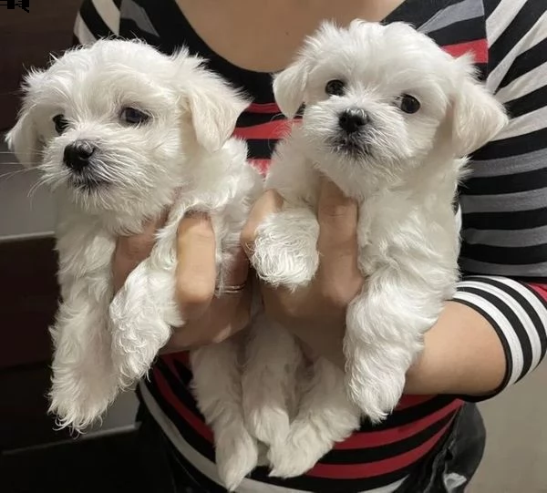 cuccioli di maltese maschio e femmina pronti per la piena adozione ciao la nostra cagna maltese ha 