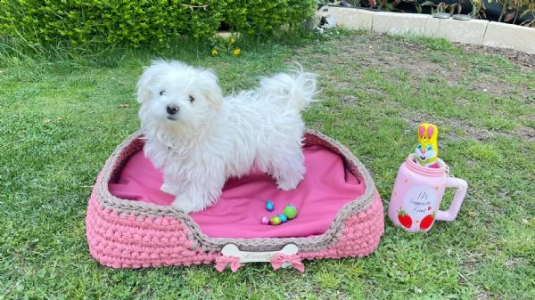 adorabili cuccioli di maltese da tegrave per una famiglia amorevole abbiamo adorabili cuccioli maltesi ma | Foto 1
