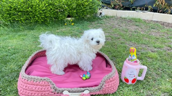 adorabili cuccioli di maltese da tegrave per una famiglia amorevole abbiamo adorabili cuccioli maltesi ma | Foto 0