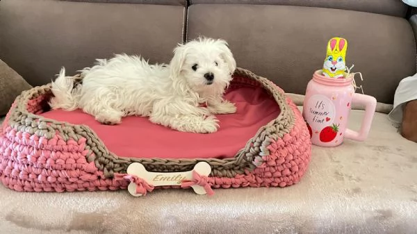 adorabili cuccioli di maltese da tegrave per una famiglia amorevole abbiamo adorabili cuccioli maltesi ma
