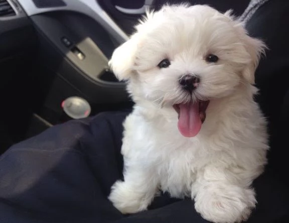 cuccioli maltesi intelligenti adozione gratuita siamo 6 cuccioli maltesi di razza pura 2 maschi