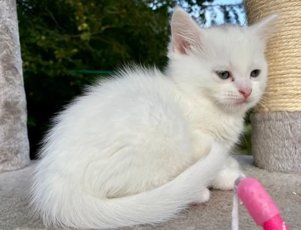 cuccioli di siberiano