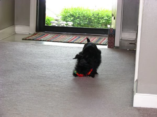 cuccioli di schnauzer  | Foto 0