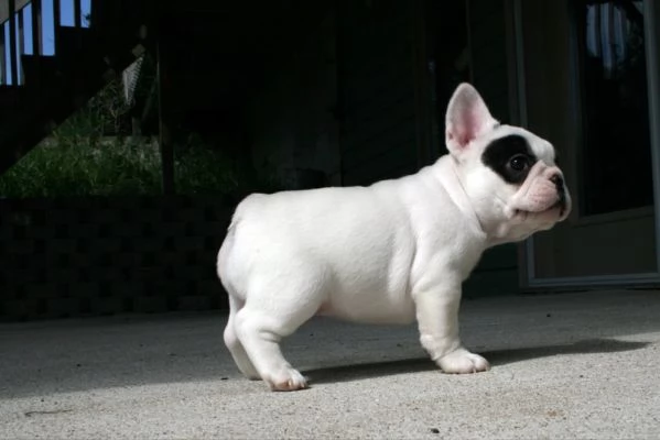 Cuccioli di Bouledogue Francese