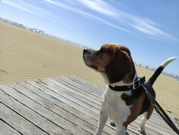 beagle maschio disponibile per accoppiamento | Foto 2