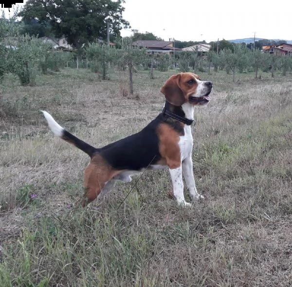 beagle maschio disponibile per accoppiamento | Foto 0