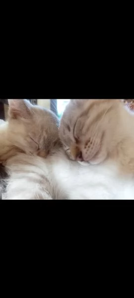 Siamese | Foto 5