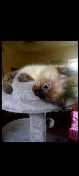 Siamese