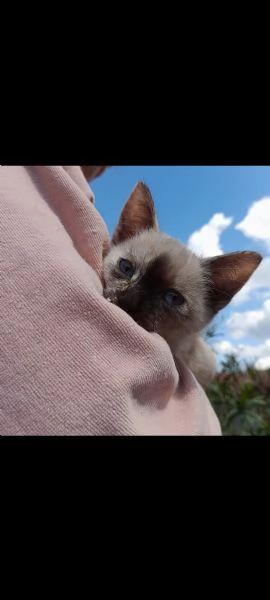 Siamese | Foto 4