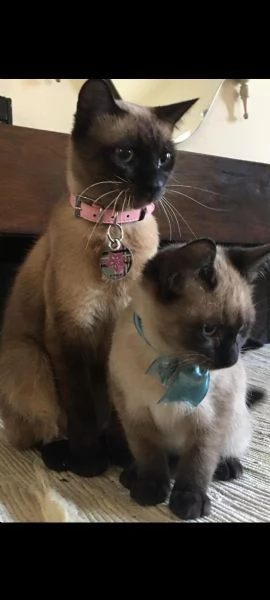 Siamese | Foto 3