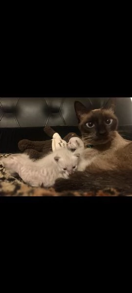 Siamese | Foto 2