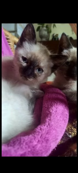 Siamese | Foto 1