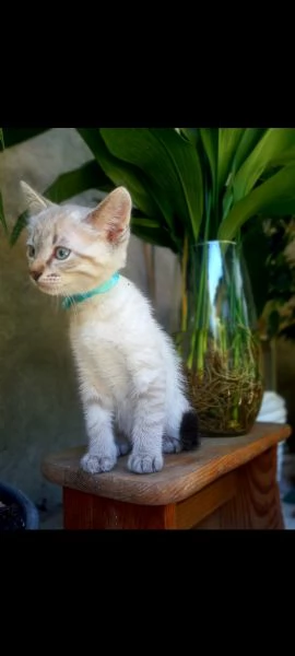 Siamese | Foto 0