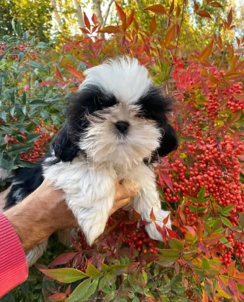 regalo bellissimi cuccioli allevati shihtzu colore bianco e nero due e una feminuccia maschietti
