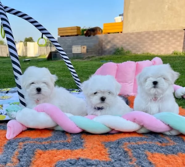 esclusivi bellissimi cuccioli maltesi di razza pura | Foto 0