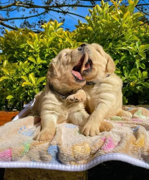 regalo cuccioli di golden retriver disponibili bellissimi cuccioli di golden taglia standard mantell