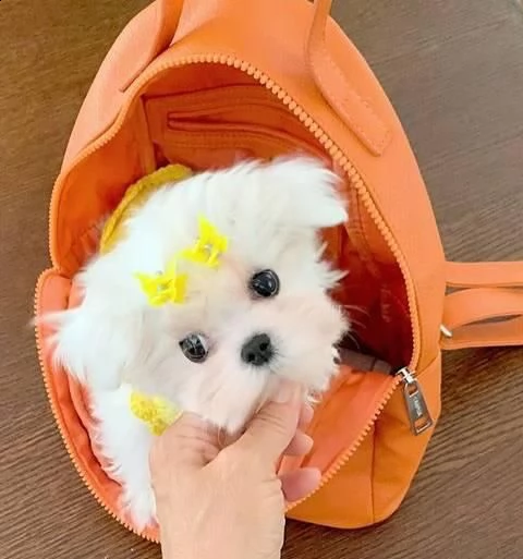 simpatici e sani cuccioli di maltese in tazza da tegrave  inestimabile in realtagrave abbiamo due piccoli cucc