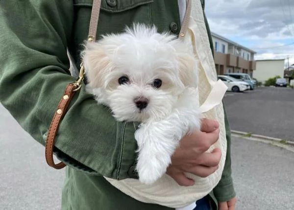 adorabili cuccioli di maltese da tegrave per una famiglia amorevole abbiamo adorabili cuccioli maltesi ma | Foto 0