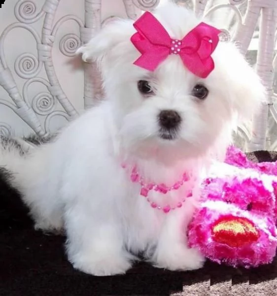bellissimi cuccioli di maltese akc teacup disponibili regalo di famiglia per te abbiamo tre bellissi | Foto 0