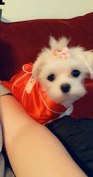 bellissimi cuccioli di maltese akc teacup disponibili regalo di famiglia per te abbiamo tre bellissi | Foto 0