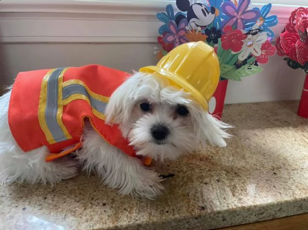 bellissimi cuccioli di maltese akc teacup disponibili regalo di famiglia per te abbiamo tre bellissi