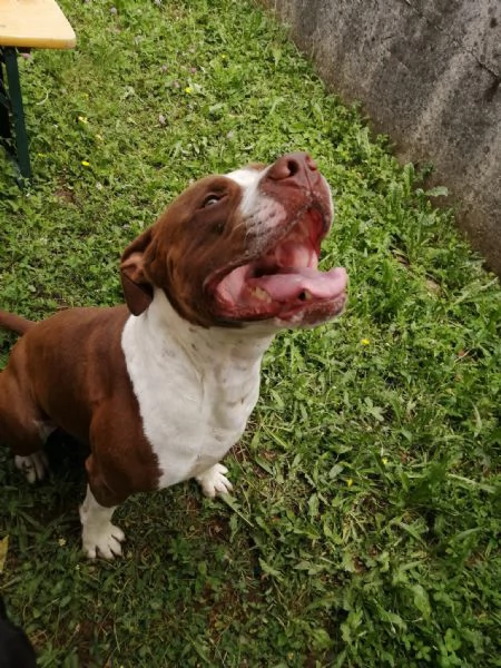 Cuccioli 