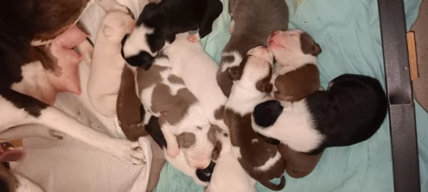 Cuccioli  | Foto 5