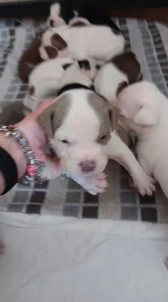 Cuccioli  | Foto 4