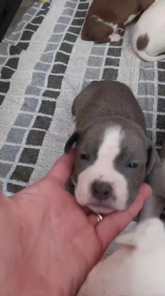 Cuccioli  | Foto 3
