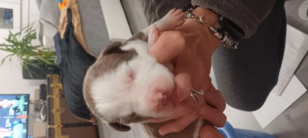 Cuccioli  | Foto 1