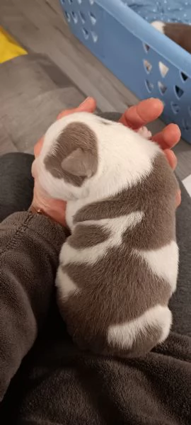 Cuccioli  | Foto 0