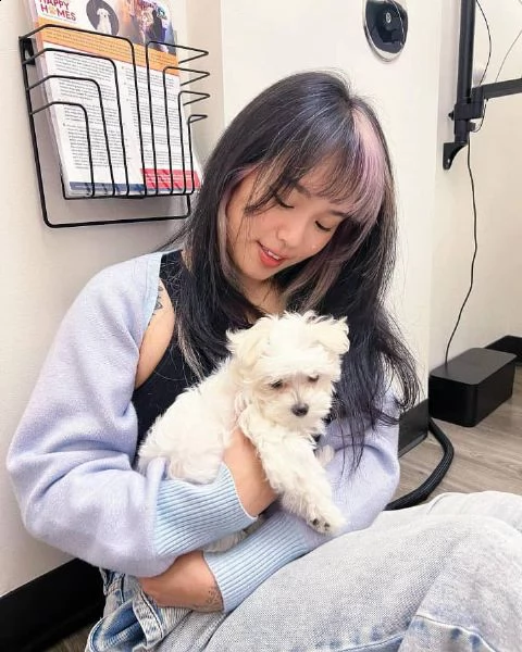 disponibili magnifici cuccioli di maltese maschi e femmine bellissimi cuccioli di maltese cresciuto