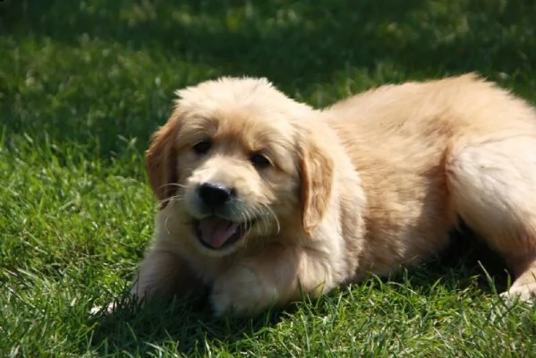 3 cuccioli di golden retriever con pedigree | Foto 2