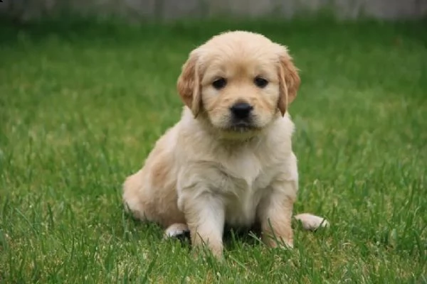 3 cuccioli di golden retriever con pedigree | Foto 1