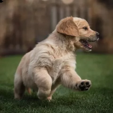 3 cuccioli di golden retriever con pedigree