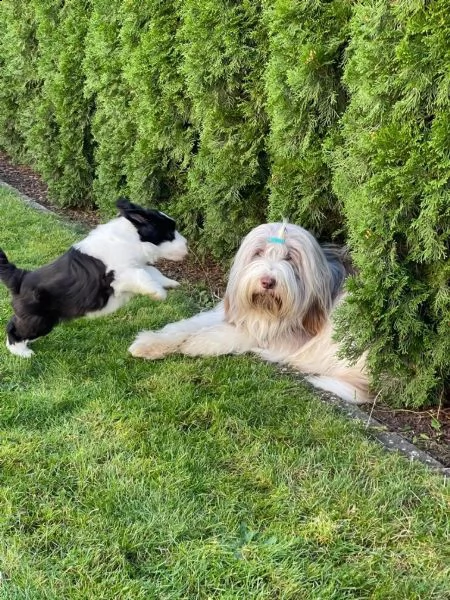 adorabile cucciolo di bearded collie di 6 settimane in cerca di una casa amorevole