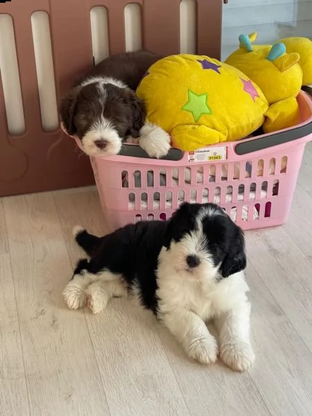 adorabile cucciolo di bearded collie di 6 settimane in cerca di una casa amorevole | Foto 4