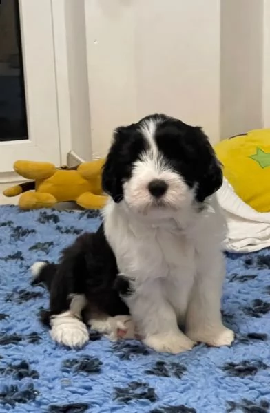 adorabile cucciolo di bearded collie di 6 settimane in cerca di una casa amorevole | Foto 1