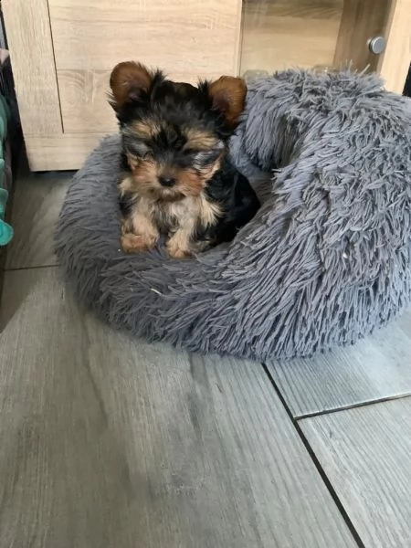 belllissimi cuccioli di yorkshire terrier | Foto 2