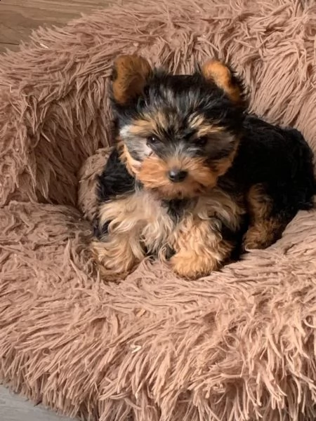 belllissimi cuccioli di yorkshire terrier | Foto 1